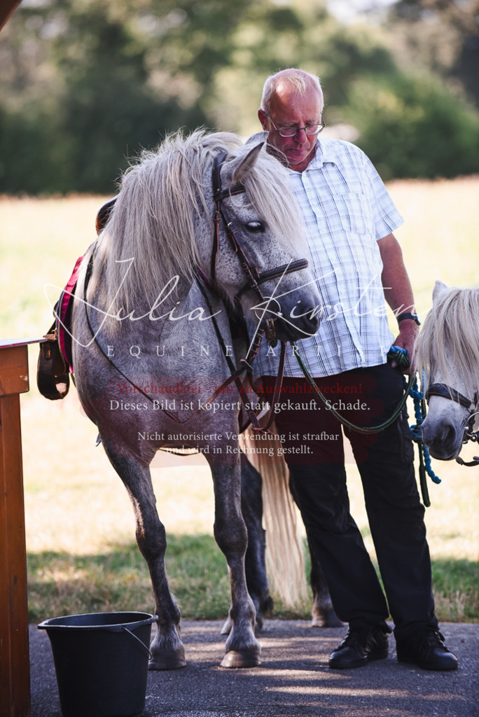 DSC_2683 | Pferde- und Turnierfotografie in Westsachsen. Pferdeportraits, Auftragszeichnungen und intuitive Kunst.