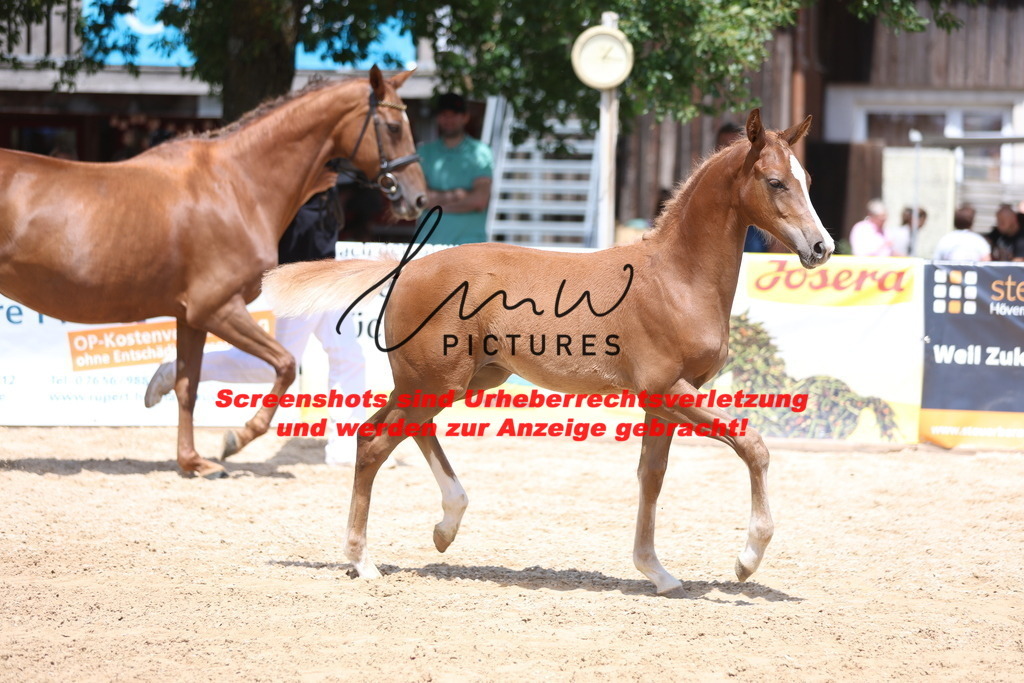 Fohlenschau_Schwäbisch_Hall_springbetonte_Fohlen_KN 54_7 | lmwpictures - Realisiert mit Pictrs.com