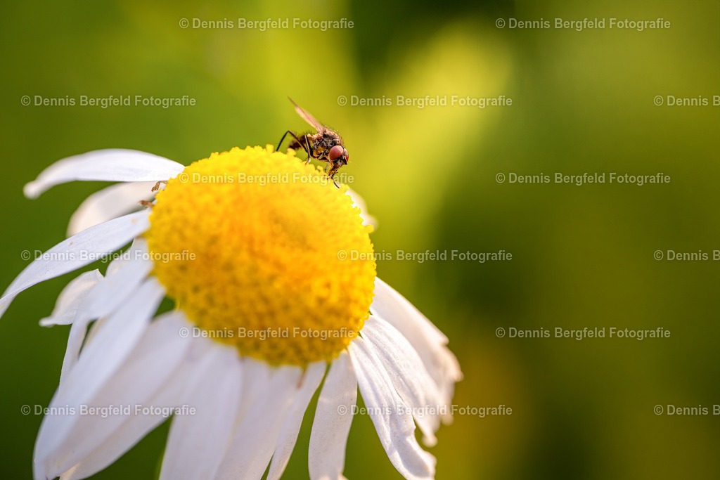 Fliege 3 | Entdecken Sie Natur, Makro und Tierfotografie von Dennis Bergfeld.Besondere Momente und Details der Natur, hochwertig als Foto und Wandbild erhältlich. - Realisiert mit Pictrs.com