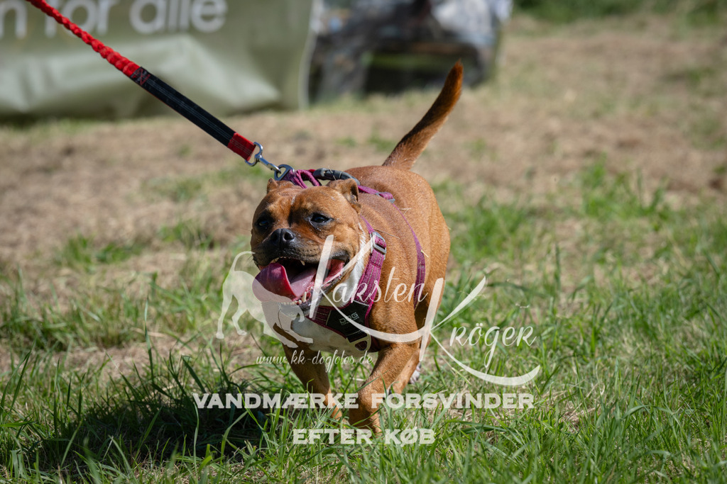 1105_ZZ90490 | kk-dogfotos