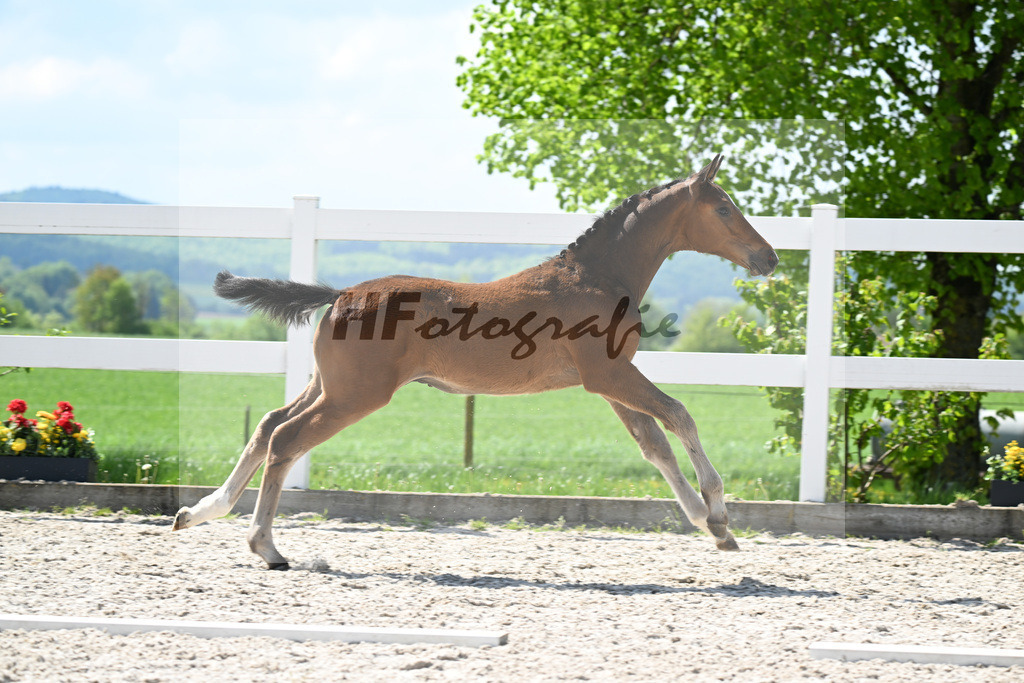 Esmeraldo x Balou du Rouet_HF_Diez_8250451 | hf-fotografie - Realisiert mit Pictrs.com