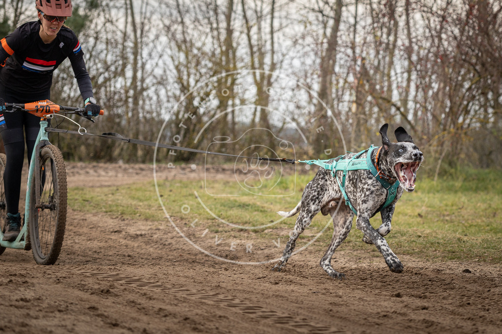 Pfotenfotografie_DV3A9151 | Hundefotografie, Tierfotograf, Pfotenfotografie, Fotoshooting Hund, Hunde Portrait, Hundesport, Hundeportraits, Heideshooting, Hunde, Sportfotograf, Hundefotograf, Turnierhundsport, THS,  - Realisiert mit Pictrs.com