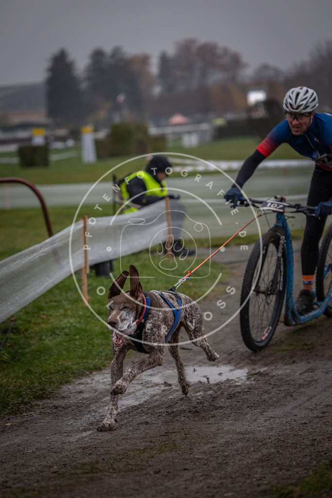 CaniXpix_0L8A0458 | Hundefotografie, Tierfotograf, Pfotenfotografie, Fotoshooting Hund, Hunde Portrait, Hundesport, Hundeportraits, Heideshooting, Hunde, Sportfotograf, Hundefotograf, Turnierhundsport, THS,  - Realisiert mit Pictrs.com