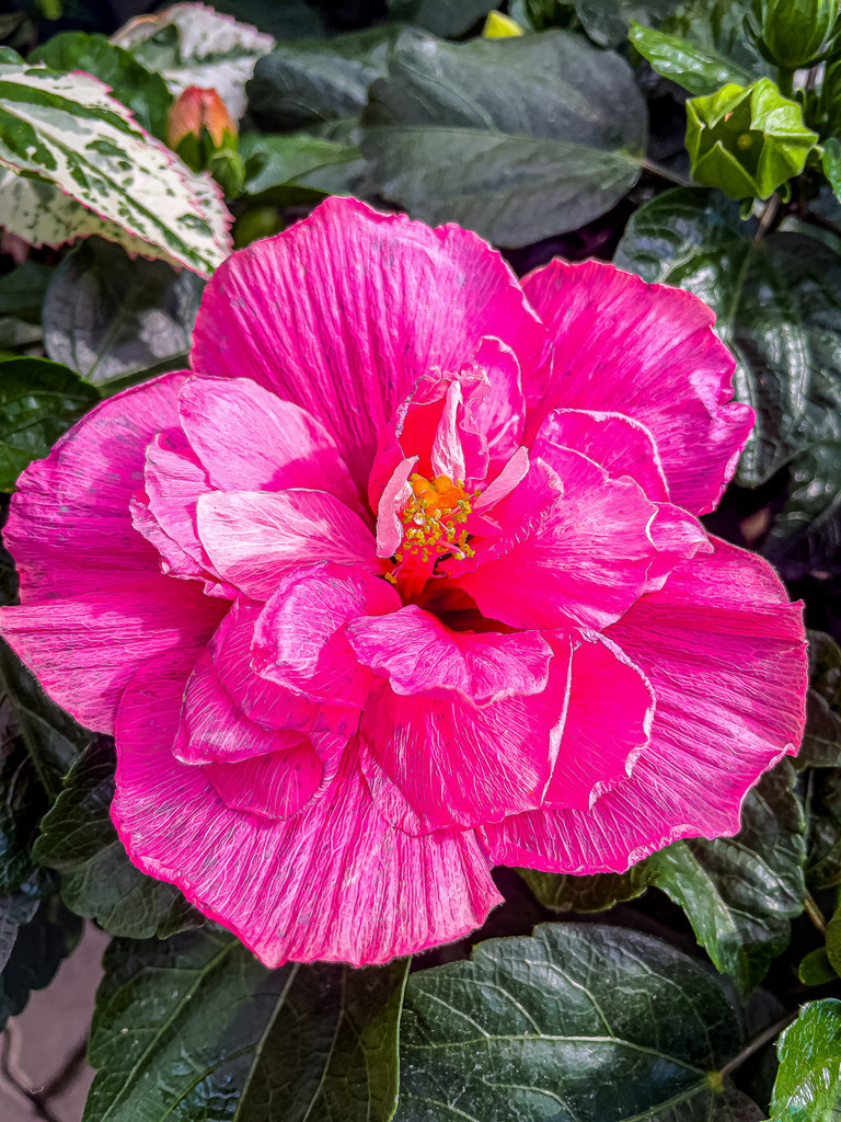 Wandbild Kunstdruck Poster Blumen – Pinkfarbener Hibiskus Makrofotografie Natur | Erlebe Galerie-Qualität für deine WohlfühloasenHolen Sie sich mit diesem einzigartigen Kunstwerk ein echtes optisches Highlight an Ihre Wände. Ob als stilvoller Blickfang im Wohnzimmer, als Motivationsschub im modernen Büro, als eleganter Akzent im Loft oder als beruhigendes Element im Schlafzimmer – dieses florale Motiv passt sich perfekt an Ihren anspruchsvollen Lebensstil an. Jeder Druck wird nach höchsten Qualitätsstandards für Sie gefertigt. Sie haben die Wahl zwischen drei echten Premium-Materialien:• Premium-Leinwand: Klassisch, strukturstark und mit warmer Ausstrahlung.• Alu-Dibond: Modern, matt, absolut elegant und ohne Spiegelungen.• Acrylglas: Atemberaubende Tiefenwirkung, brillante Farben und edler Hochglanz.Machen Sie Schluss mit langweiligen Wänden und investieren Sie in Kunst, die Ihr Zuhause Tag für Tag aufwertet. - Realisiert mit Pictrs.com