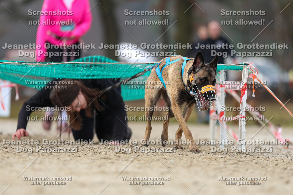 Dog Paparazzi - Strongdog North Mrz26-4439 | Dog Paparazzi Jeanette Grottendiek Fotografie & Videografie - Realisiert mit Pictrs.com