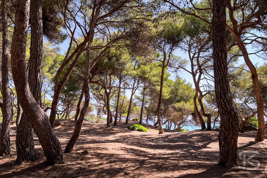 Blick durch Pinien auf die Bucht Cala Agulla, Mallorca | Durch hohe Pinienstämme hindurch geht der Blick auf den hellen Sandstrand und das türkisfarbene Meer der Bucht Cala Agulla auf Mallorca unter strahlend blauem Himmel. - Realisiert mit Pictrs.com