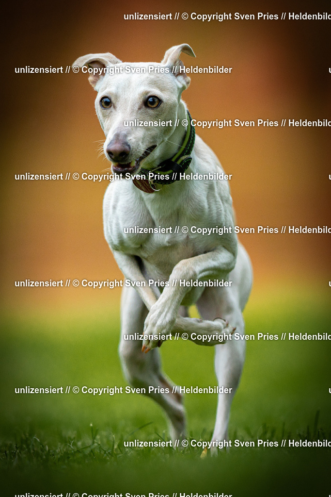 Sven Pries | 2025-09-21 - Hunderennen Baden-Oos - Realisiert mit Pictrs.com