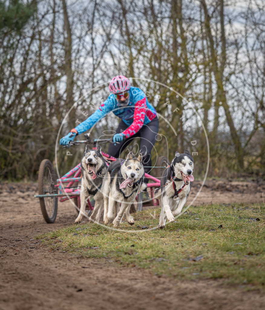 Pfotenfotografie_DV3A6083 | Hundefotografie, Tierfotograf, Pfotenfotografie, Fotoshooting Hund, Hunde Portrait, Hundesport, Hundeportraits, Heideshooting, Hunde, Sportfotograf, Hundefotograf, Turnierhundsport, THS,  - Realisiert mit Pictrs.com