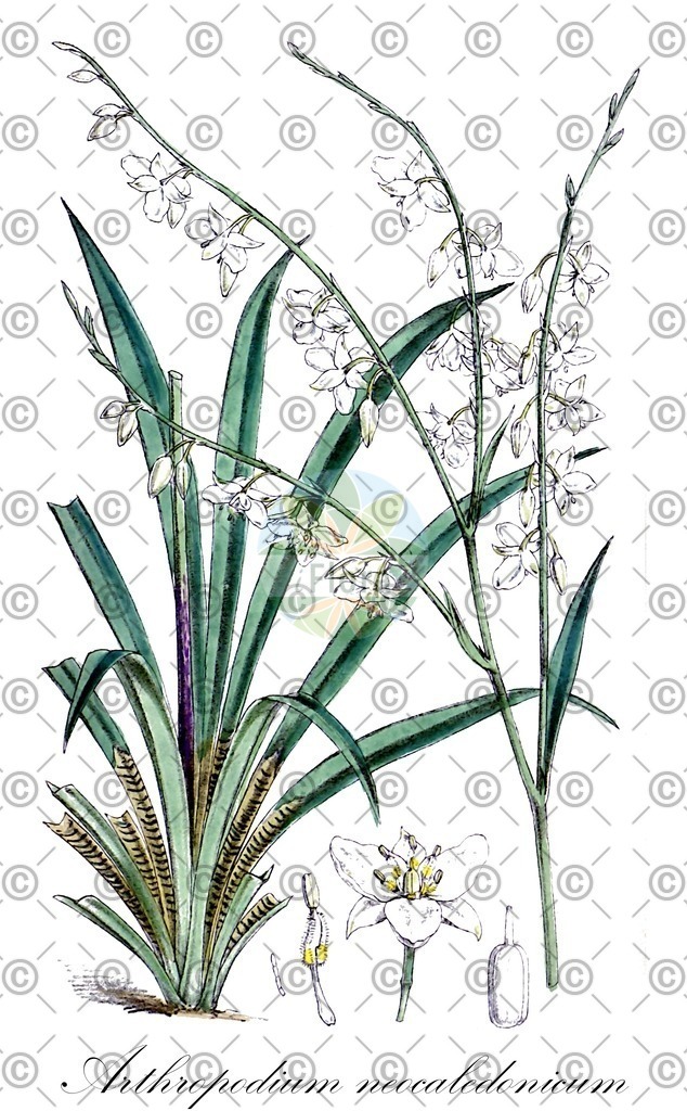 HistAbb_wfo-0000849944_1_ENZY_Simple | Historische Abbildung von Arthropodium neocaledonicum - Asparagaceae | Historical Illustration of Arthropodium neocaledonicum - Asparagaceae