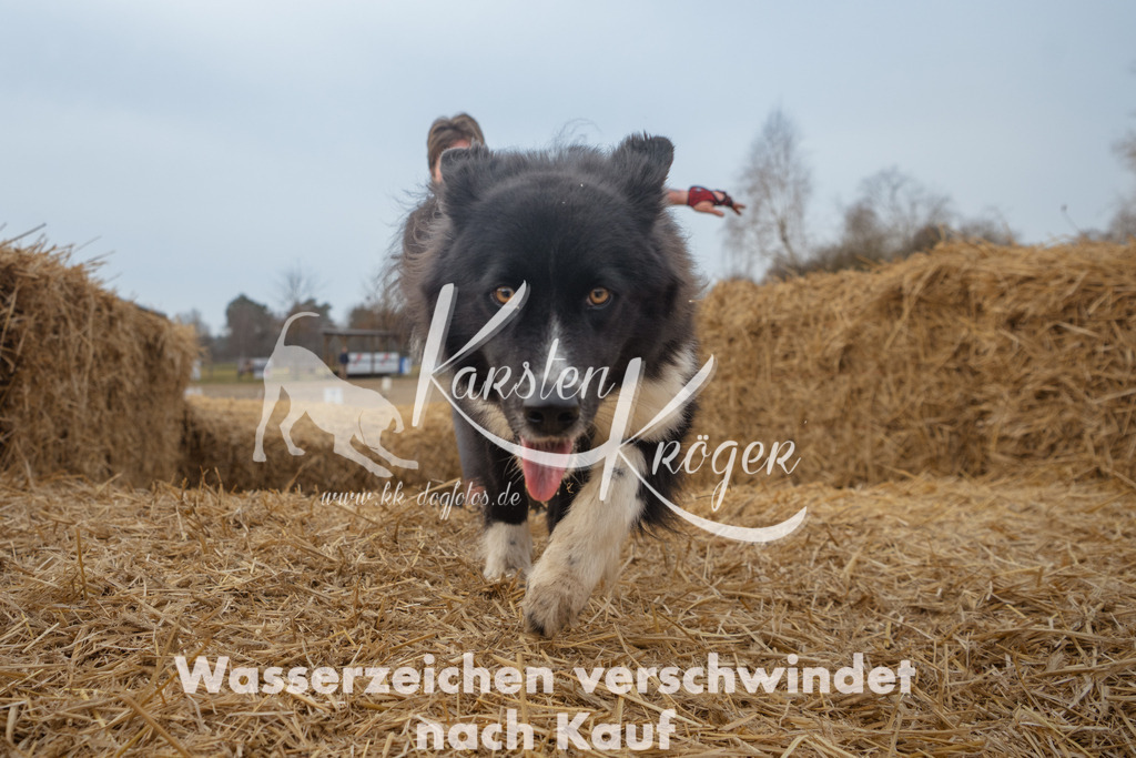 0953_ZZ90841 | kk-dogfotos