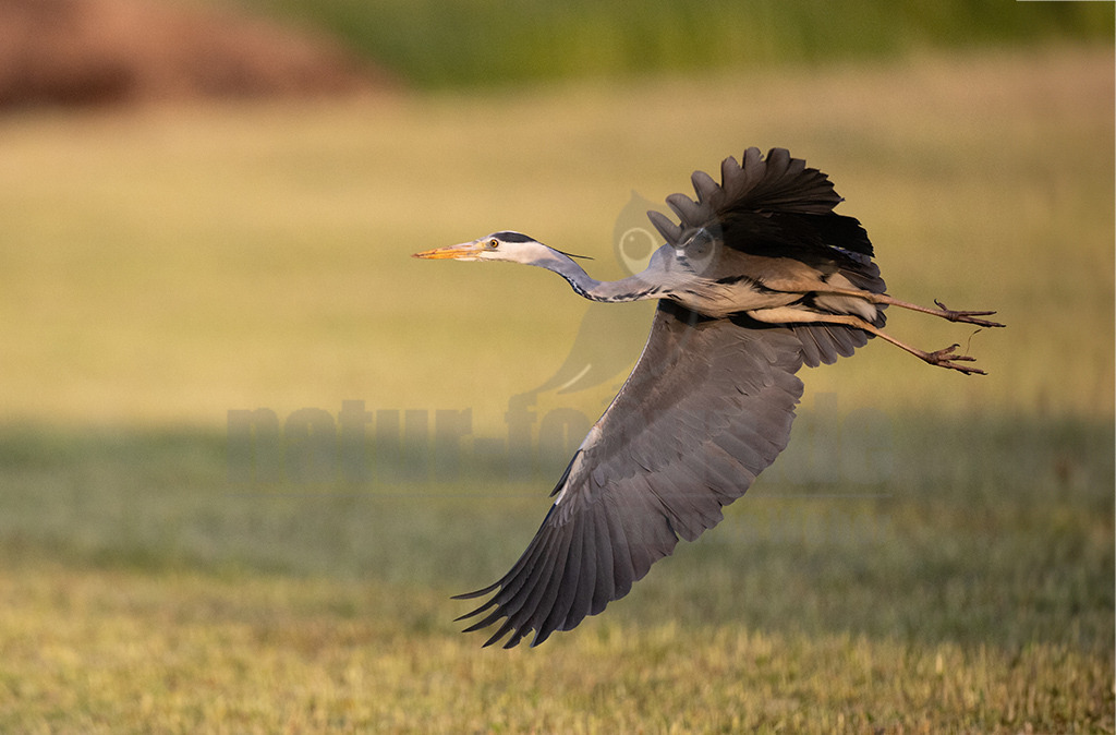 R5NF4024-20230520 | Der Graureiher ist die häufigste Reiherart in Mitteleuropa. Man kann ihn in verschiedenen Lebensräumen antreffen, am häufigsten sieht man ihn wahrscheinlich aber in Flachwasserzonen von Seen oder auf Wiesen seiner Beute auflauern. Seine typische Flugsilhouette kann man vor allem durch den eingezogenen Kopf vom Kranich und vom Storch unterscheiden. Ein auffälliges Merkmal auf dem sonst überwiegend grauen und weißen Gefieder sind die leicht verlängerten schwarzen Scheitelfedern. - Realisiert mit Pictrs.com