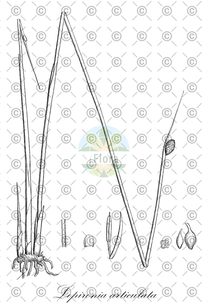 HistAbb_wfo-0000357990_1_ENZY_Simple | Historische Abbildung von Lepironia articulata - Cyperaceae | Historical Illustration of Lepironia articulata - Cyperaceae