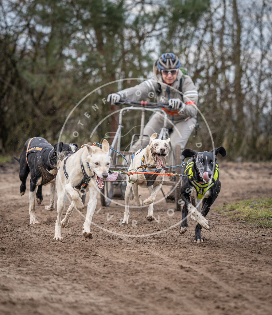 Pfotenfotografie_DV3A6042 | Hundefotografie, Tierfotograf, Pfotenfotografie, Fotoshooting Hund, Hunde Portrait, Hundesport, Hundeportraits, Heideshooting, Hunde, Sportfotograf, Hundefotograf, Turnierhundsport, THS,  - Realisiert mit Pictrs.com