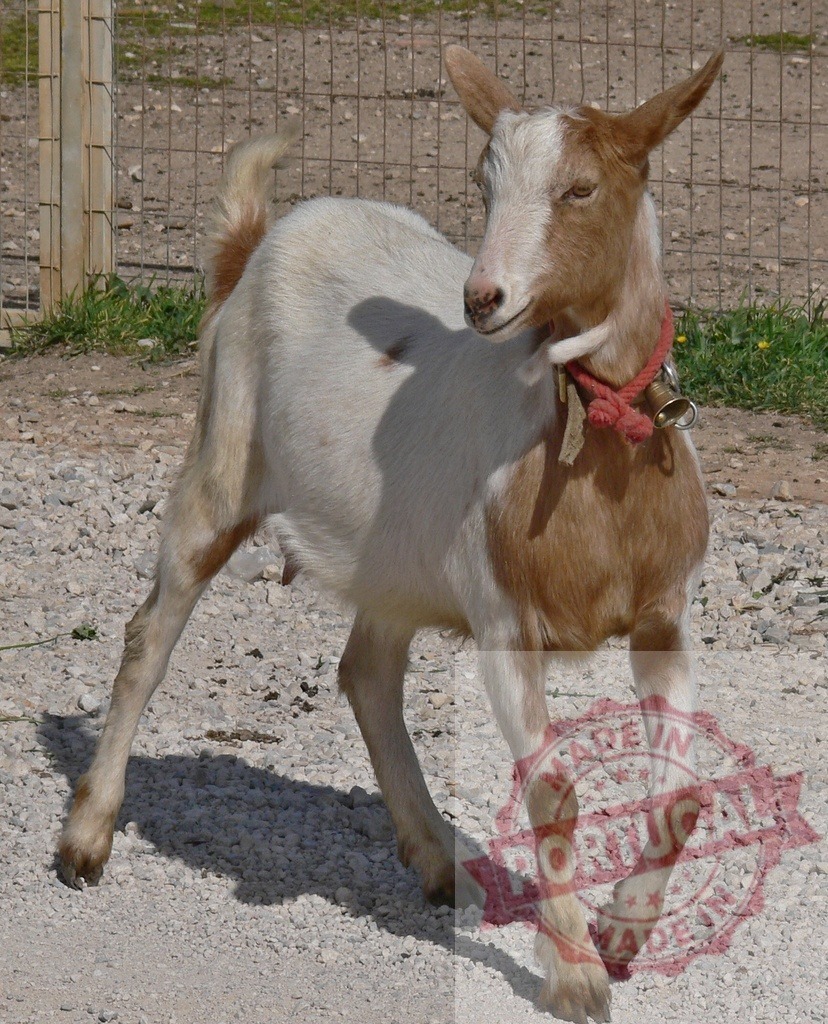 Goat with red collar and bell moving on gravel | Tan and white goat wearing a bell and collar walking on a gravel path outdoors - Realisiert mit Pictrs.com