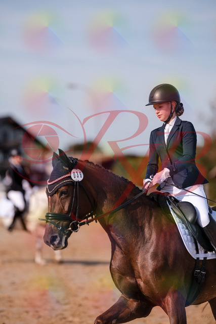 2026_10_03_Siefer-Hof_115120_Z81_91141256 | Professionelle Reitsport-, Turnier- und Eventfotografie von Robert Broda. Galerien mit ausgewählten und bearbeiteten Bildern direkt online ansehen und bestellen.