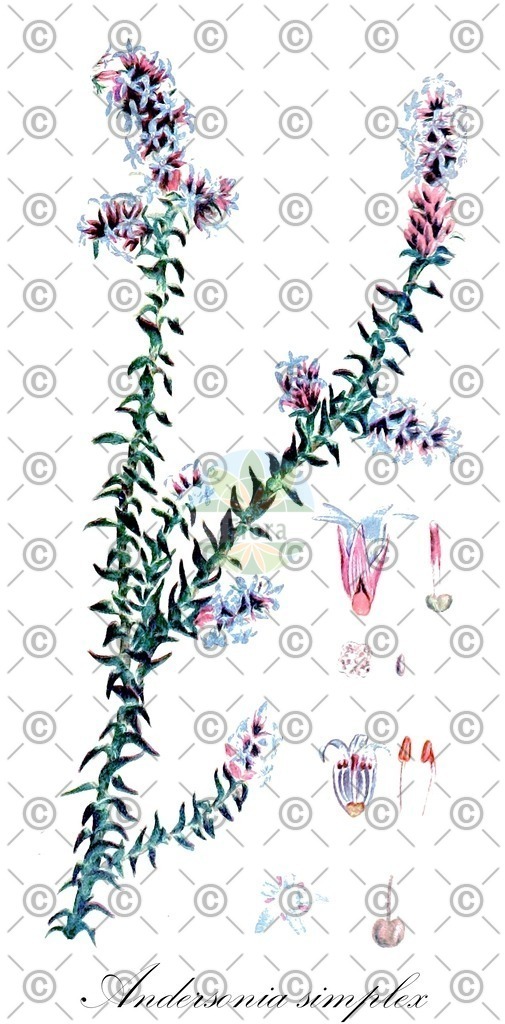 HistAbb_wfo-0000533962_1_ENZY_Simple | Historische Abbildung von Andersonia simplex - Ericaceae | Historical Illustration of Andersonia simplex - Ericaceae