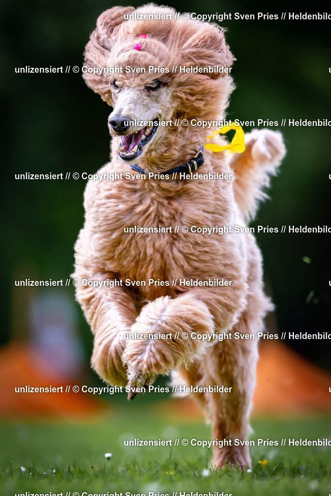 Sven Pries | 2026-05-14 - Hunderennen KA Durlach Vatertag 2026 - Realisiert mit Pictrs.com