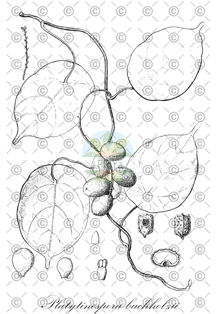 HistAbb_wfo-0000275141_1_ENZY_Simple | Historische Abbildung von Platytinospora buchholzii - Menispermaceae | Historical Illustration of Platytinospora buchholzii - Menispermaceae