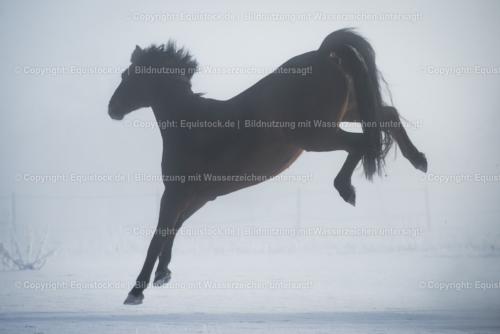 20160118_TOMsPiC_0366 | equistock