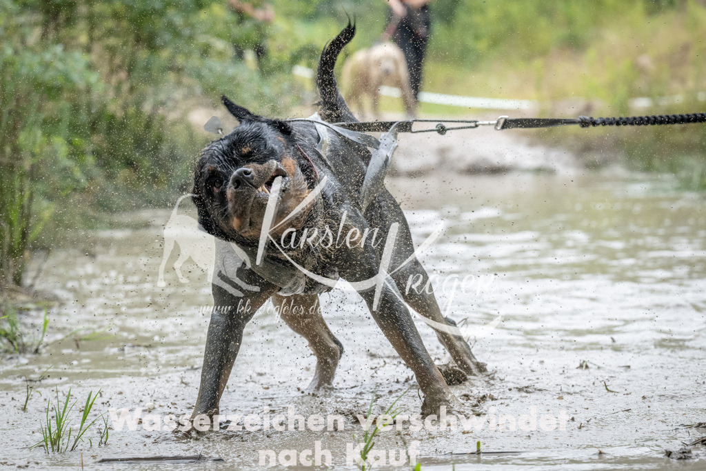 1029_ZZ94582 | kk-dogfotos