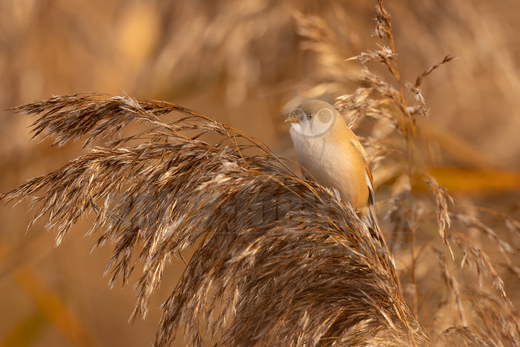 R5NF0247_20241017 | Das Bild zeigt eine Bartmeise (Panurus biarmicus), die auf einem Schilfhalm sitzt. Die Bartmeise ist ein kleiner Singvogel, der in Schilfgebieten lebt. Das Gefieder des Vogels ist hellbraun mit einem weißen Bauch. Das Bild fängt die Interaktion des Vogels mit seiner natürlichen Umgebung ein. - Realisiert mit Pictrs.com