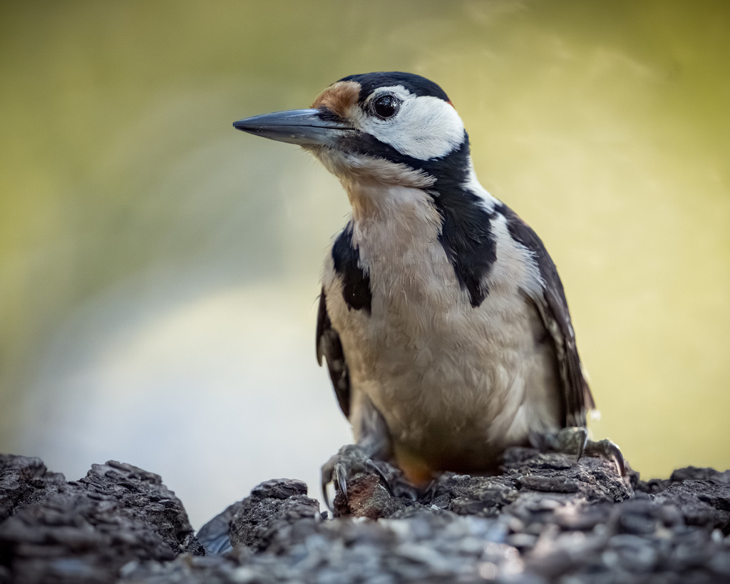 DSC_7808-Verbessert-RR | Ich bin Fotograf aus Neuburg an der Donau und spezialisiere mich auf Wildlife-Fotografie, Landschaftsaufnahmen und Portraits.Ob Hochzeit, Familienbilder oder Naturaufnahmen – ich fange echte Momente ein, die bleiben. 
