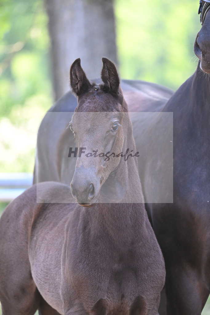 Kat-Nr. 7 HF Imposantos_Schindele_14230236 | hf-fotografie - Realisiert mit Pictrs.com