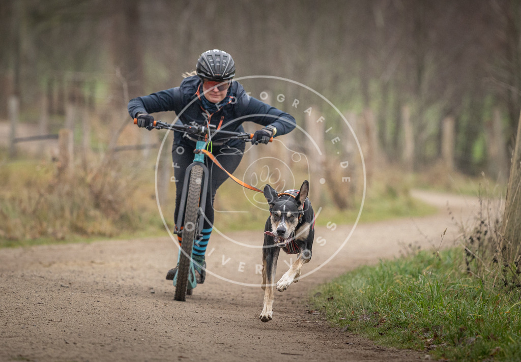 Pfotenfotografie_DV3A2374 | Hundefotografie, Tierfotograf, Pfotenfotografie, Fotoshooting Hund, Hunde Portrait, Hundesport, Hundeportraits, Heideshooting, Hunde, Sportfotograf, Hundefotograf, Turnierhundsport, THS,  - Realisiert mit Pictrs.com