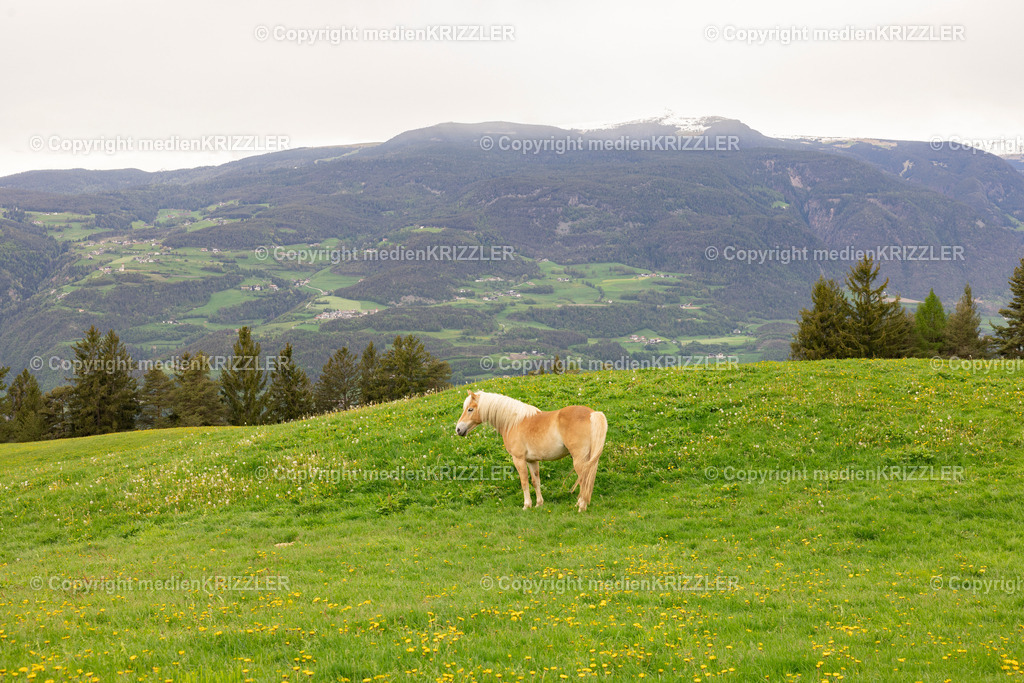 Tuff Alm | medienkrizzler - Realisiert mit Pictrs.com