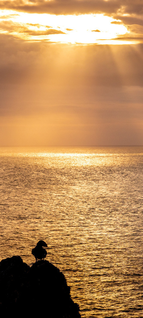 PuffinSunset_Mobile | Discover wildlife, travel and city photography transformed into fine art prints. Elegant wallart collections that bring atmosphere, emotion and beauty to your space.