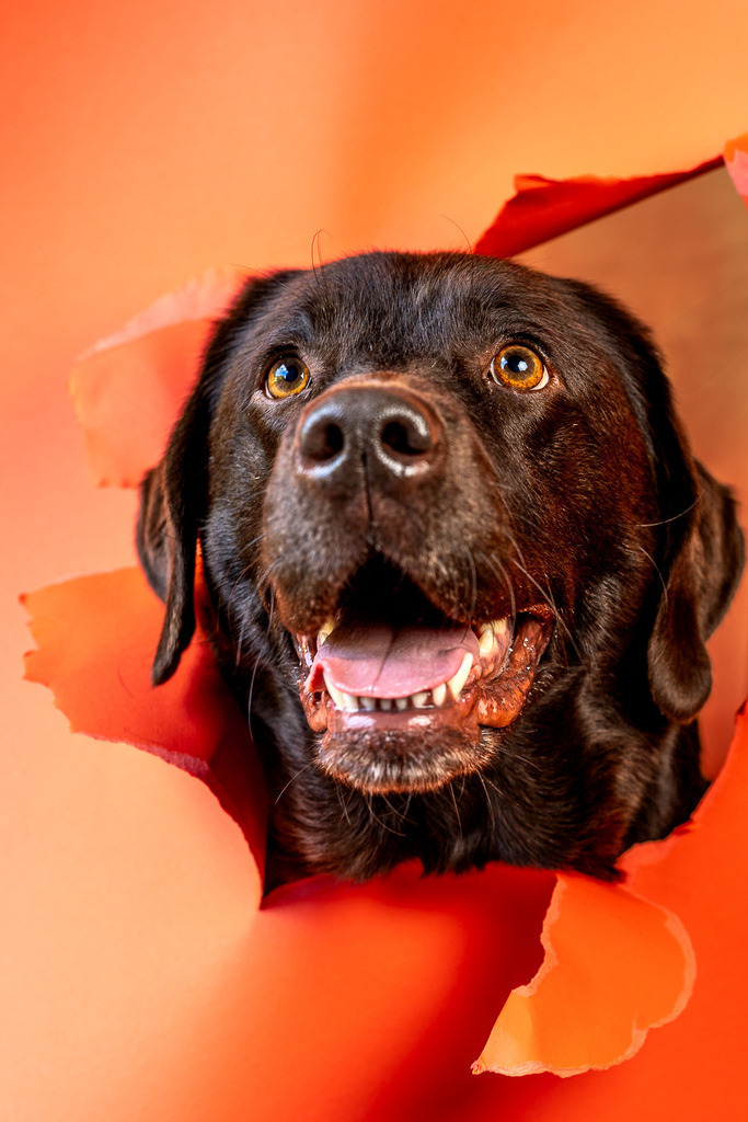 allesWIRTHgut Tierfotografie - 7IV02726 | Professionelle Tierfotografie in Mönchengladbach von Daniel Wirth (allesWIRTHgut). Liebevolle & natürliche Bilder von Hunden & Katzen für unvergessliche Erinnerungen.