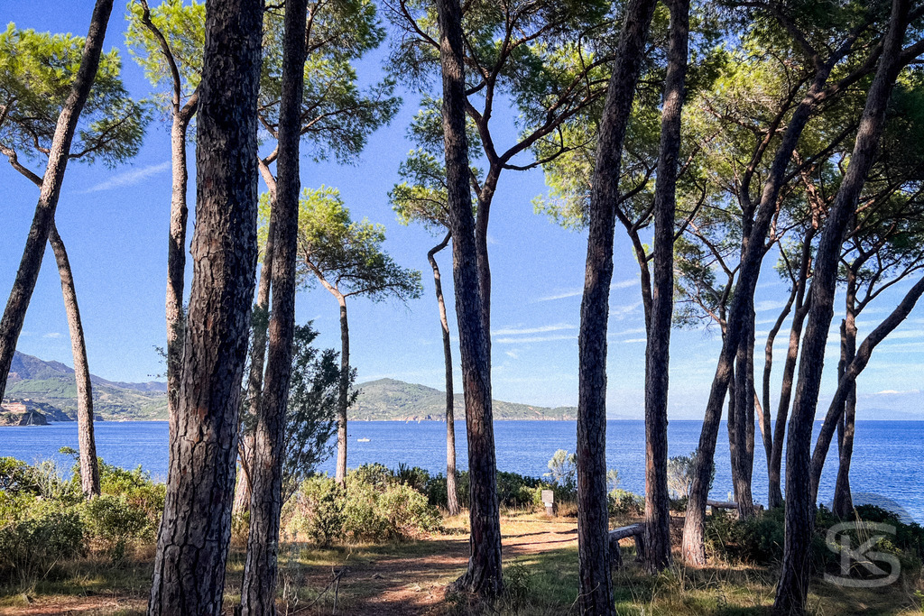 Mediterraner Küstentraum: Pinien am Meer, Spiaggia di Istia, Elba – Wandbild | Mediterrane Pinien am Ufer der Spiaggia Si Istia auf Elba, mit Blick auf das türkisblaue Meer, Küstenlandschaft und Boote im Hintergrund - Realisiert mit Pictrs.com
