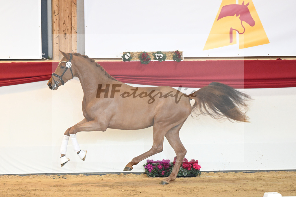 Kat-Nr. 73 Vaderland_Galneder_1230427 | hf-fotografie - Realisiert mit Pictrs.com