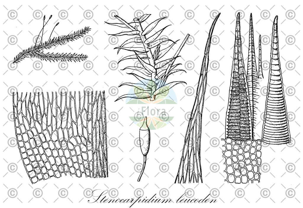 HistAbb_wfo-0001115653_1_ENZY_Simple | Historische Abbildung von Stenocarpidium leucodon - Stereophyllaceae | Historical Illustration of Stenocarpidium leucodon - Stereophyllaceae