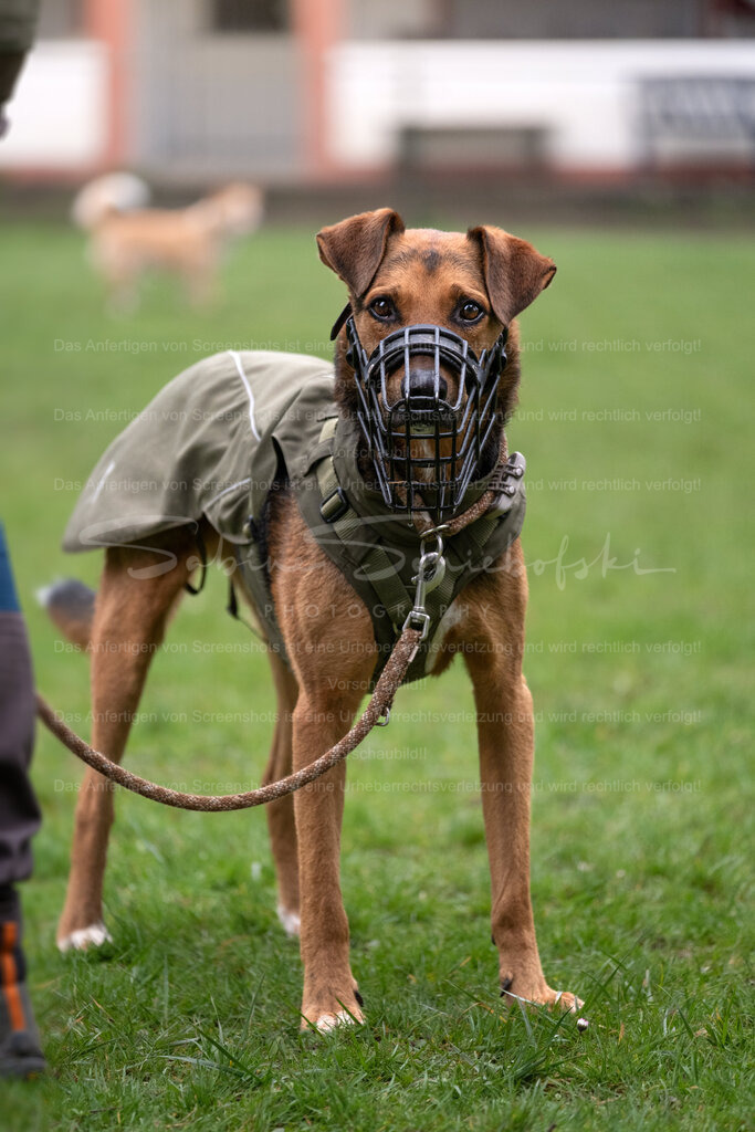 Hund-04_14.03.2026_DSCF6765 | People- und Tierfotografie, Imageaufnahmen, Veranstaltungsfotografie und Wandbilder aus der Natur ★ Made in Germany ✔️ Druck + Downloads ✔️ Naturfotografie in Top Qualität ★ schneller Versand, weltweite Lieferung! - Realisiert mit Pictrs.com