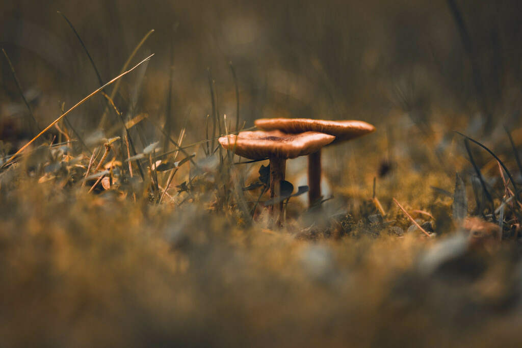 DSC03278-lightroom | Fotografie, Dresden, Marcus Wagner, Landschaftsfotografie, Tierfotografie, Architekturfotografie - Realisiert mit Pictrs.com