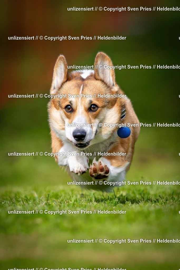 Sven Pries | 2024-09-22 - Hunderennen Baden-BadenPudelverein - Realisiert mit Pictrs.com