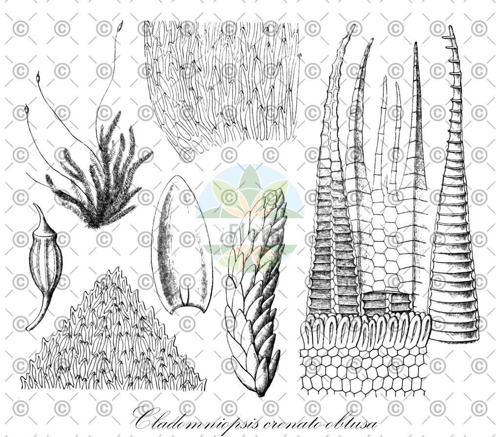 HistAbb_62LGP_1_ENZY_Simple | Historische Abbildung von Cladomniopsis crenato-obtusa - Ptychomniaceae | Historical Illustration of Cladomniopsis crenato-obtusa - Ptychomniaceae