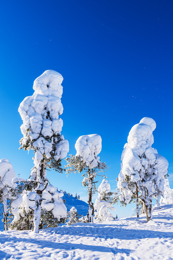 Landschaft mit Schnee und Bäumen im Winter in Ruka, Finnland | Landschaft mit Schnee und Bäumen im Winter in Ruka, Finnland.