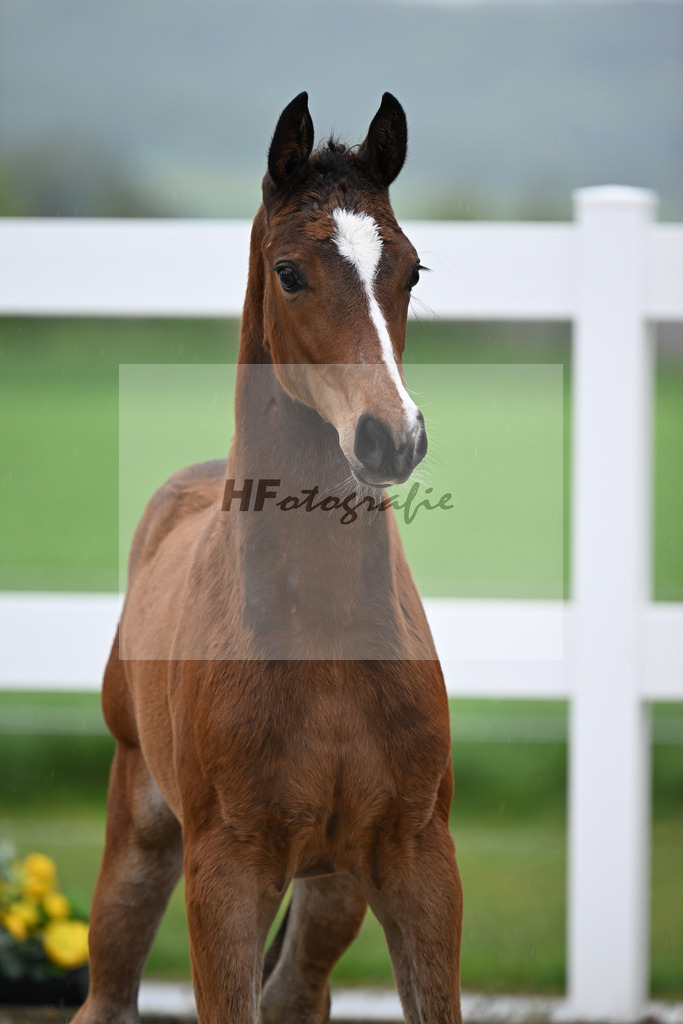 Kat-Nr. 52 SF Lindenberg x Finnigan_Wiedemann_23261381 | hf-fotografie - Realisiert mit Pictrs.com