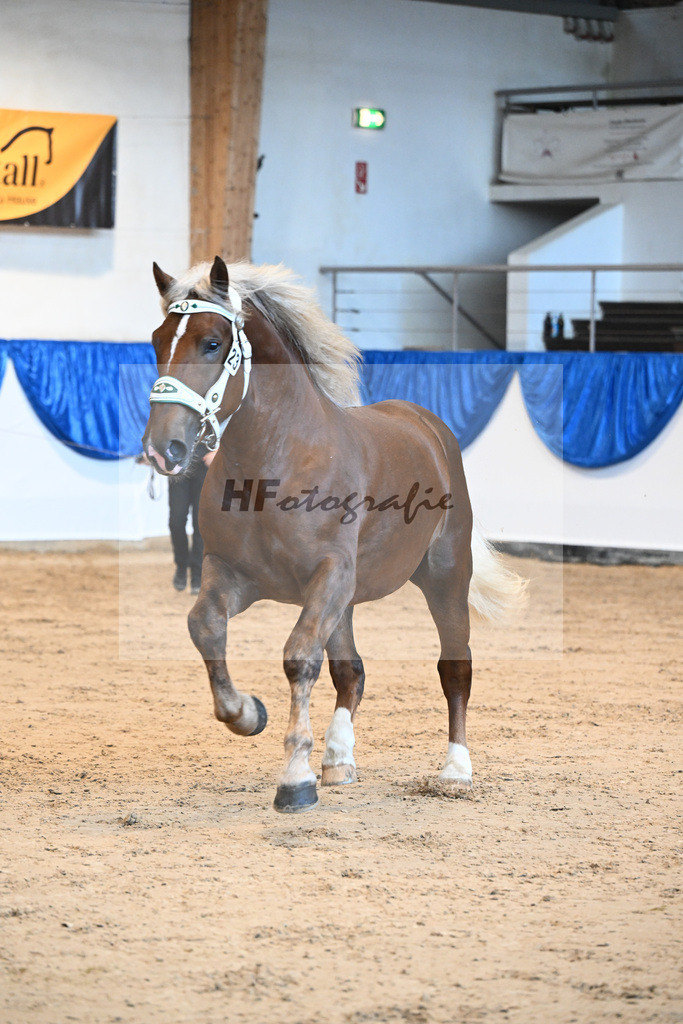 Kat-Nr. 23 Sirius v. Sir Fuerstenberg_Siglbauer_39251146 | hf-fotografie - Realizzato con Pictrs.com