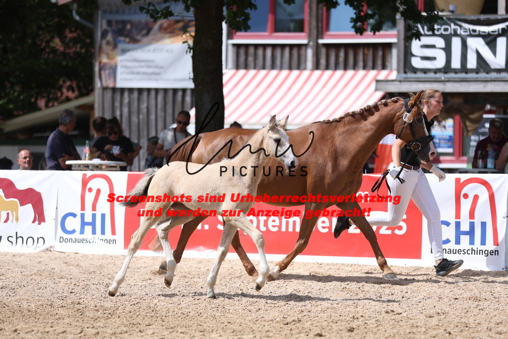 Fohlenschau_Schwäbisch_Hall_Ponys_KN 45_9 | lmwpictures - Realisiert mit Pictrs.com