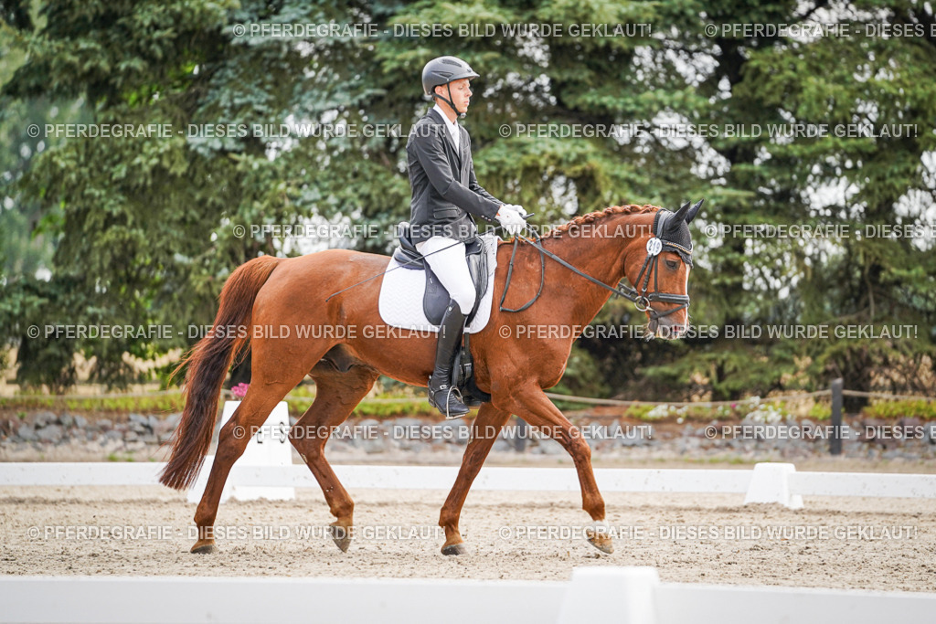 DSC01543 | Pferdegrafie