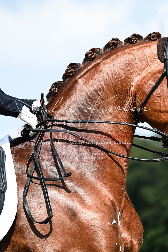 DSC_2871 | Pferde- und Turnierfotografie in Westsachsen. Pferdeportraits, Auftragszeichnungen und intuitive Kunst.