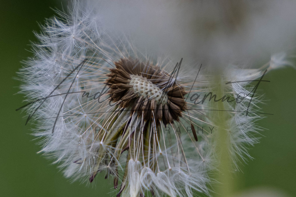 IMG_1415-Bearbeitet | Andreas Namnot Fotografie, ein Leben in Bildern - Realisiert mit Pictrs.com
