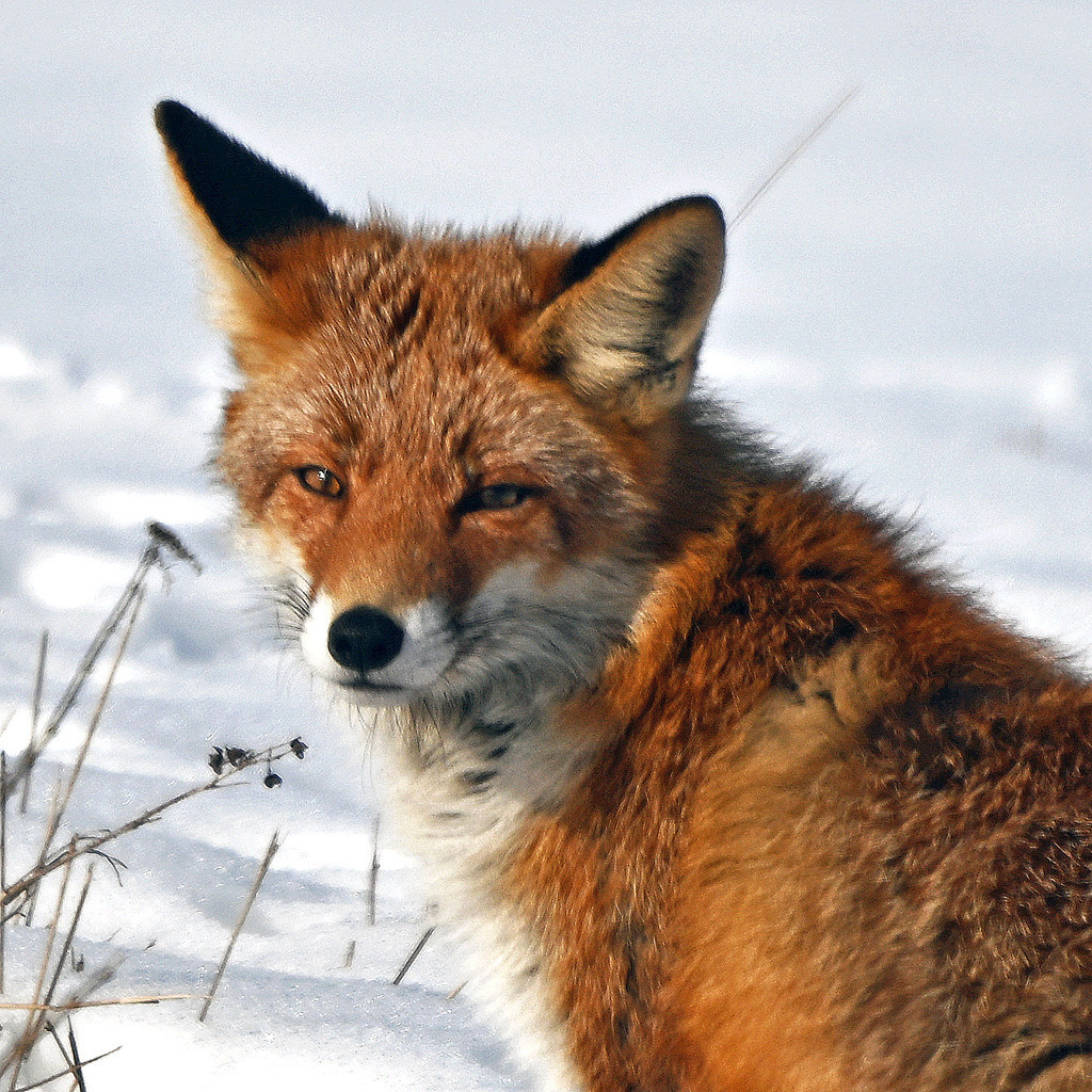 Fuchs03q | greenwatching-with-luci - Realisiert mit Pictrs.com