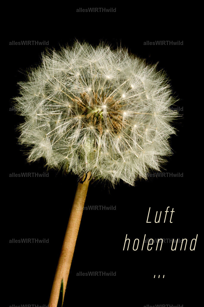 Luft holen und | Entdecke die faszinierende Welt der Natur- und Wildlife-Fotografie von Daniel und Bärbel. Inspirierende Bilder von wilden Tieren und kleinen Naturwundern.