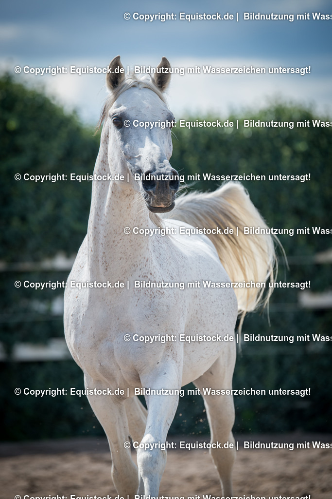 20150904_TOMsPiC_0262 | equistock