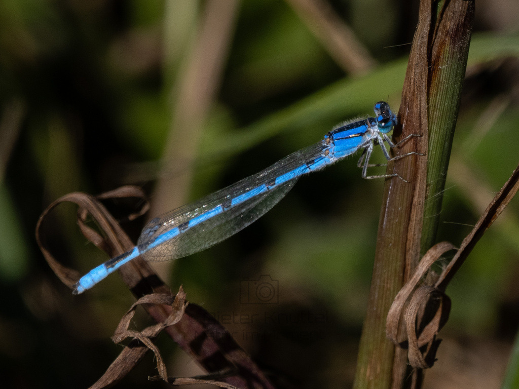 P1637336-LR | Natur im Moment - Realisiert mit Pictrs.com