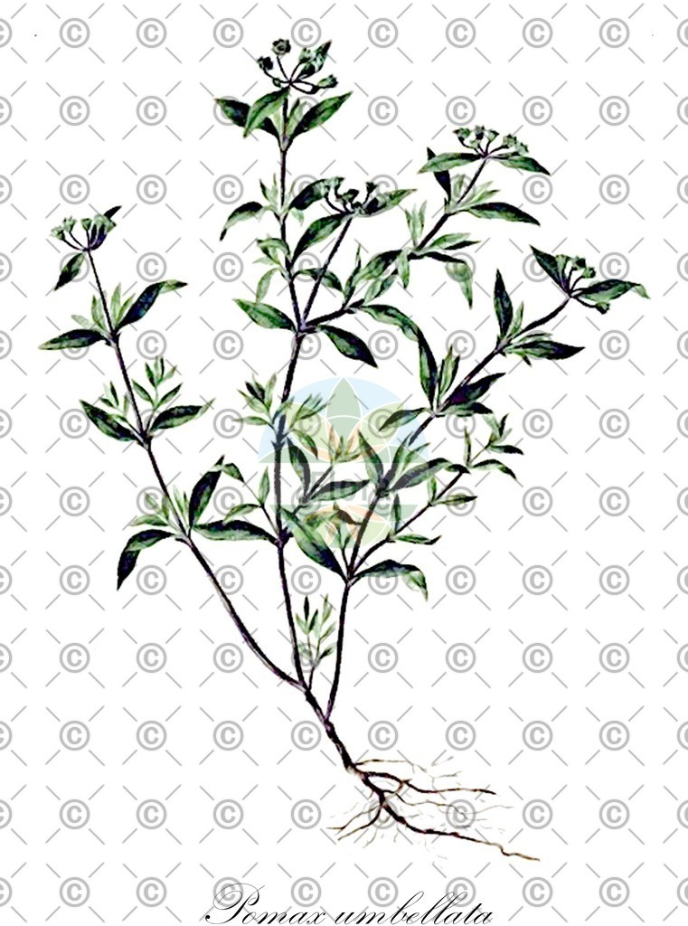 HistAbb_wfo-0000471438_1_ENZY_Simple | Historische Abbildung von Pomax umbellata - Rubiaceae | Historical Illustration of Pomax umbellata - Rubiaceae